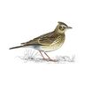 Skylark
