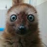 spraindsquirrel