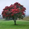 Pohutukawa