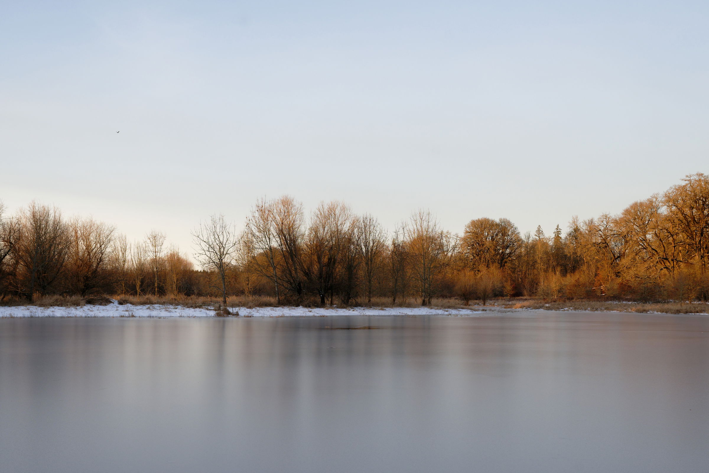 A color photo of a frozen pond with a line of yellow and gold tinged trees on the far shore.