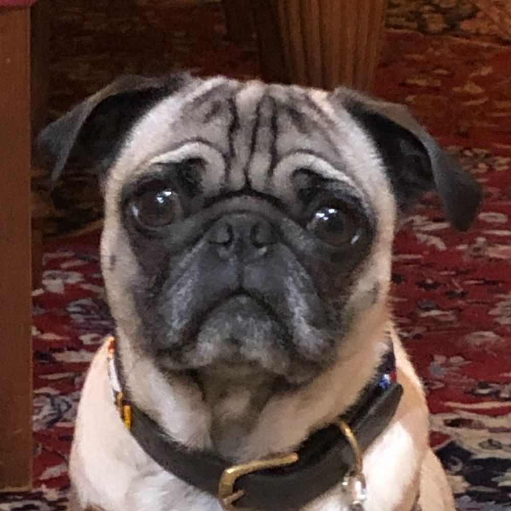 Barry the pug