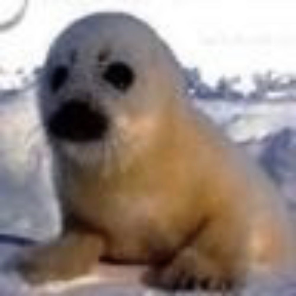 foca