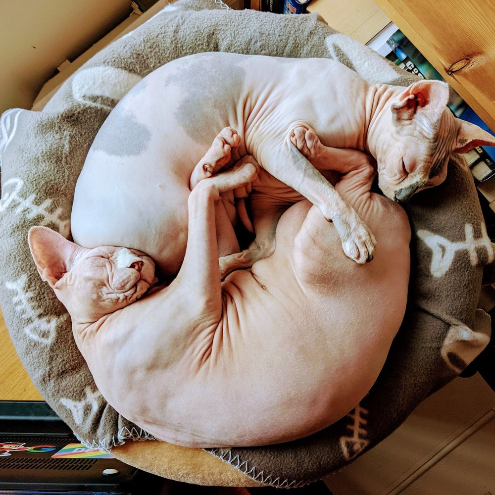 Why am I a cat?