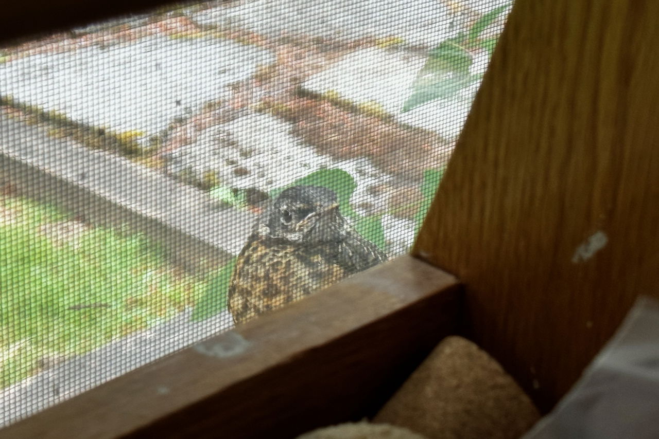 A small bird sits outside a window, visible through a screen, with a grassy and paved background.