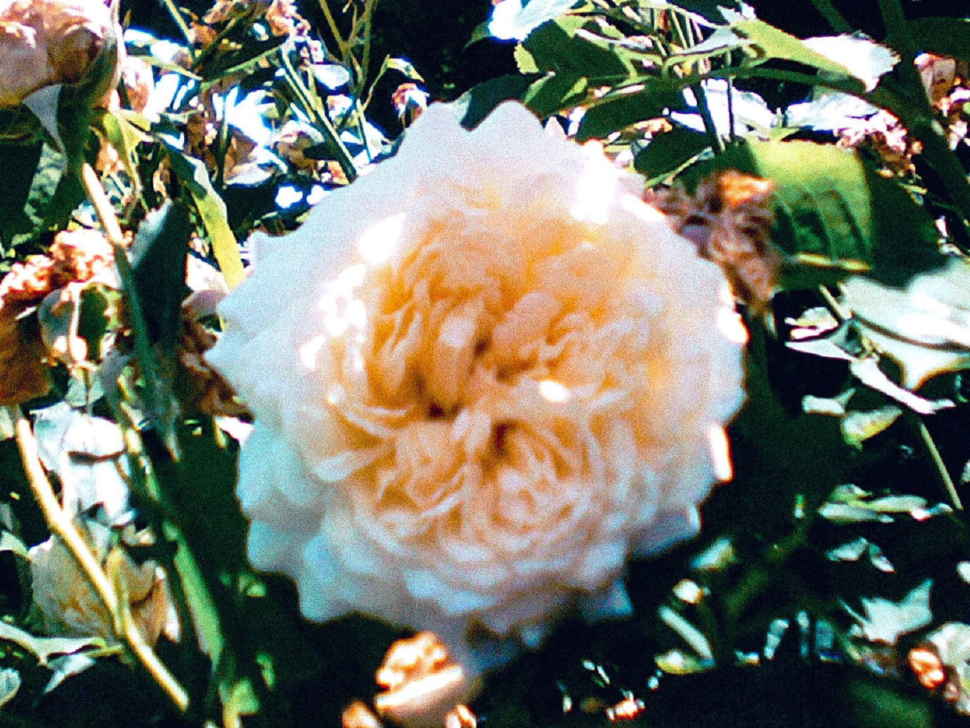 A close-up of a large, blooming white rose surrounded by green leaves and other blossoms.