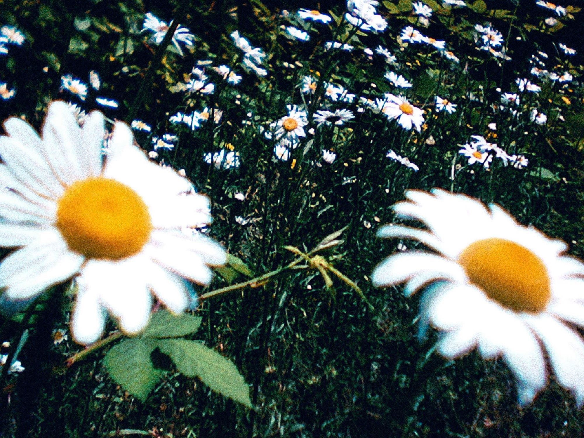A close-up of daisies with yellow centers in a field, with some flowers in the foreground out of focus.