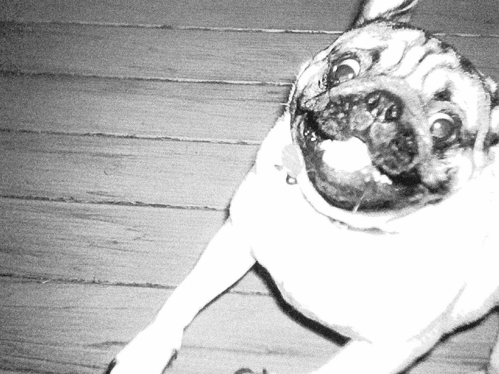 A grainy black-and-white close-up of a pug dog with a playful expression on a wooden floor.