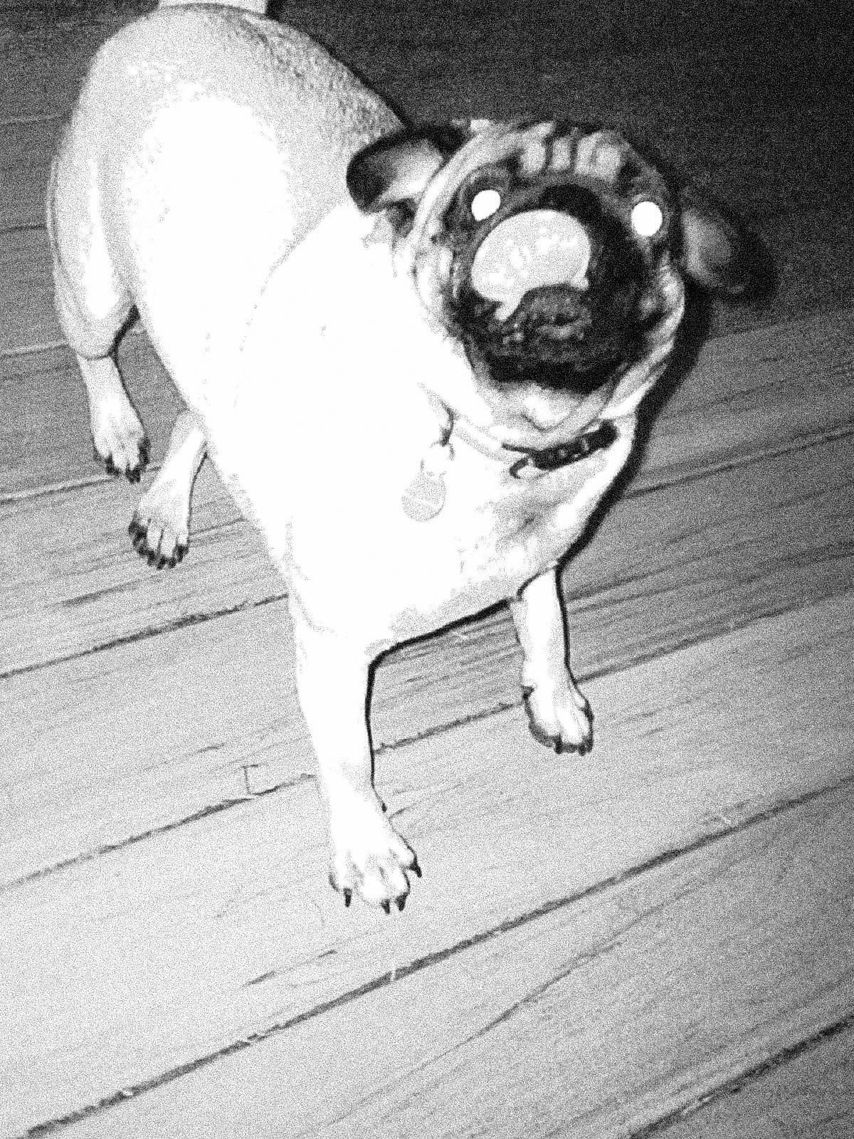 A grainy black-and-white photo of a pug dog standing on a wooden floor with glowing eyes.