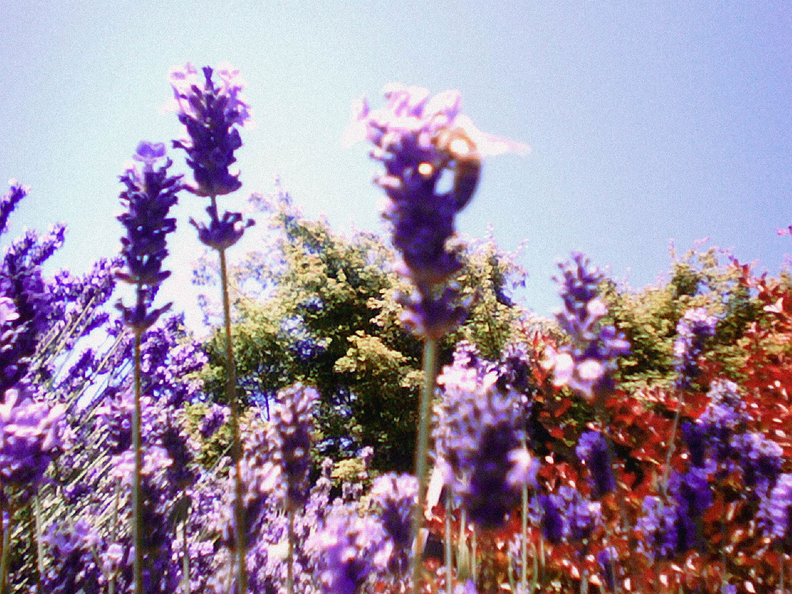 A close-up of purple lavender flowers with a bee, set against a clear blue sky and green foliage in the background.