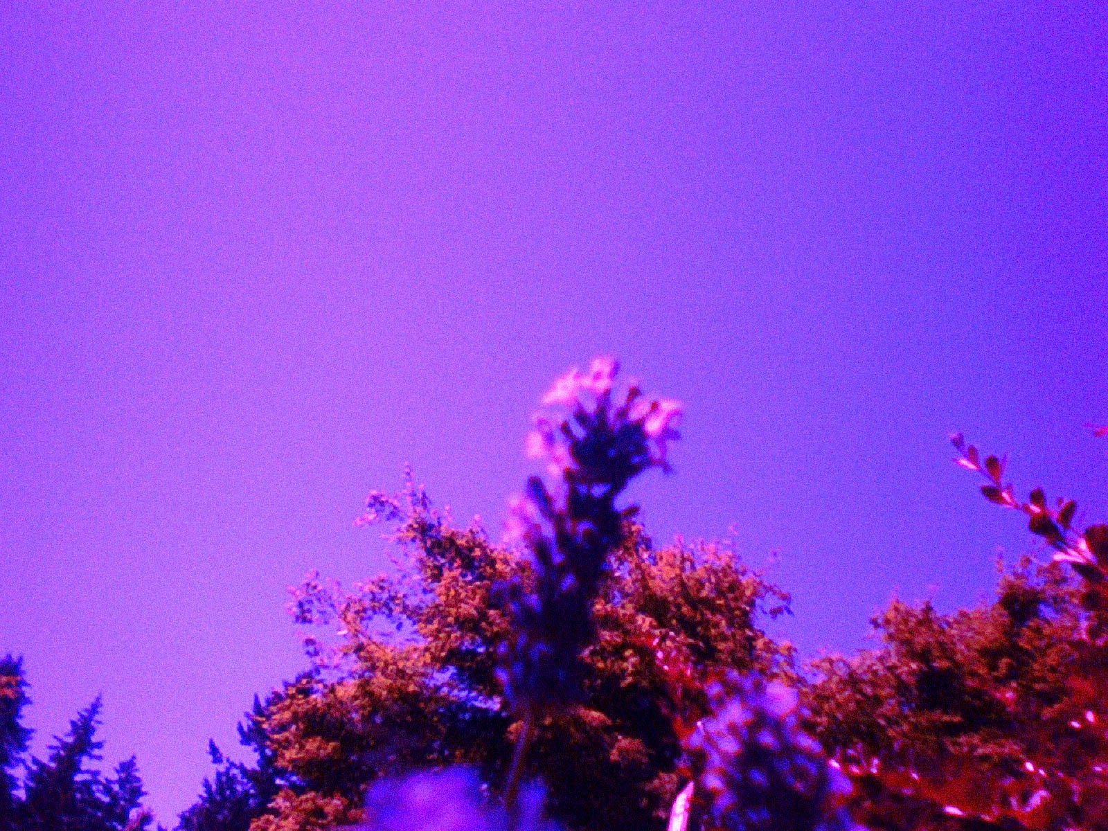 A view of flowers and trees under a vivid purple sky.