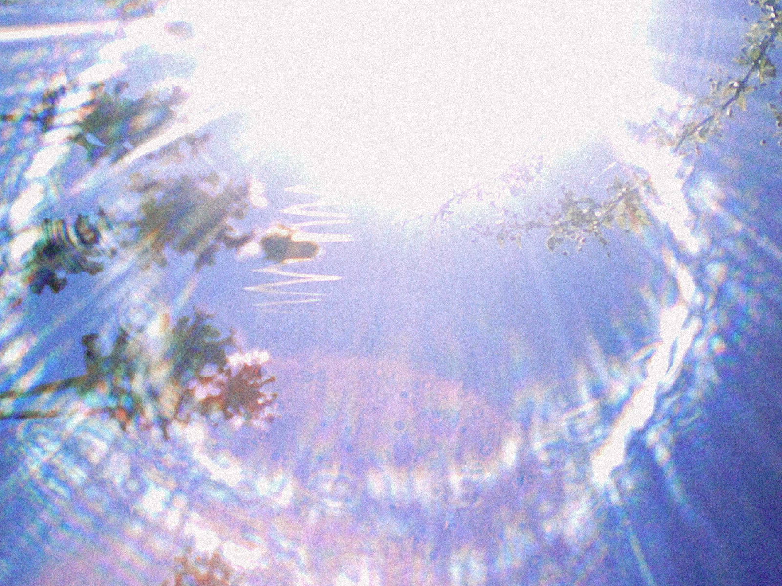 A view of the sun shining brightly in the sky, creating lens flares and rays of light with tree branches partially visible.