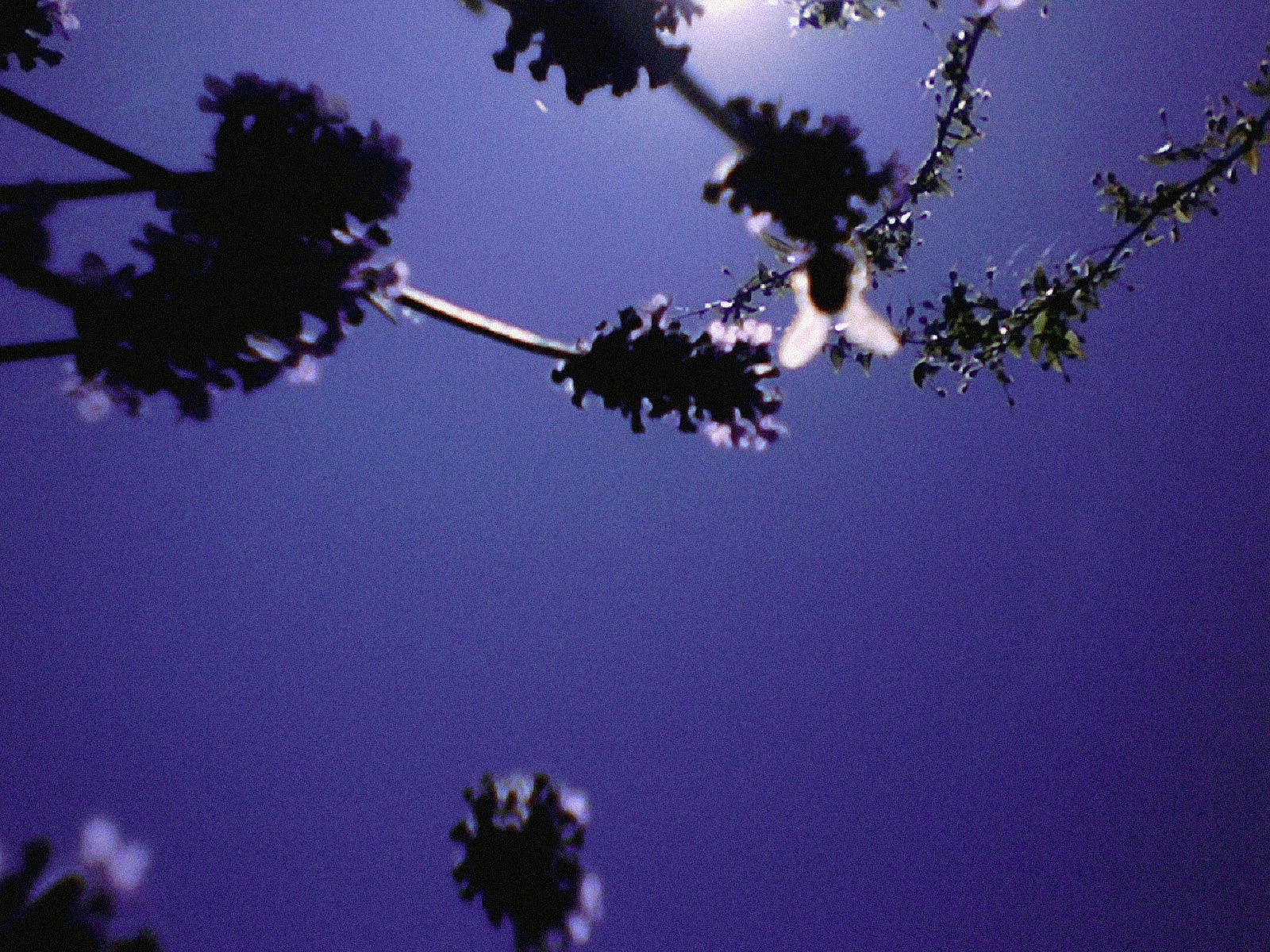 A view of lavender flowers silhouetted against a deep blue sky with a faint outline of a bee in flight.