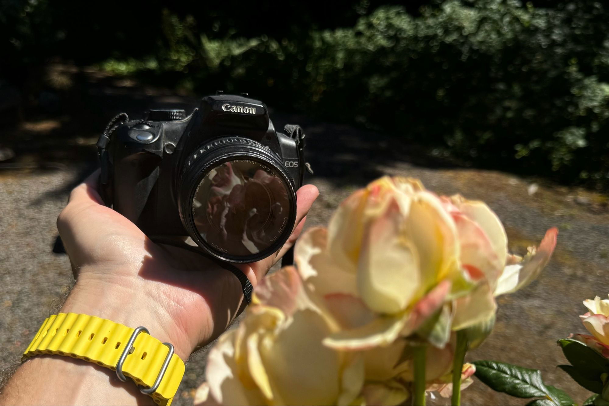 A hand holding a Canon EOS camera, focused on a rose in the foreground with a blurred garden background.