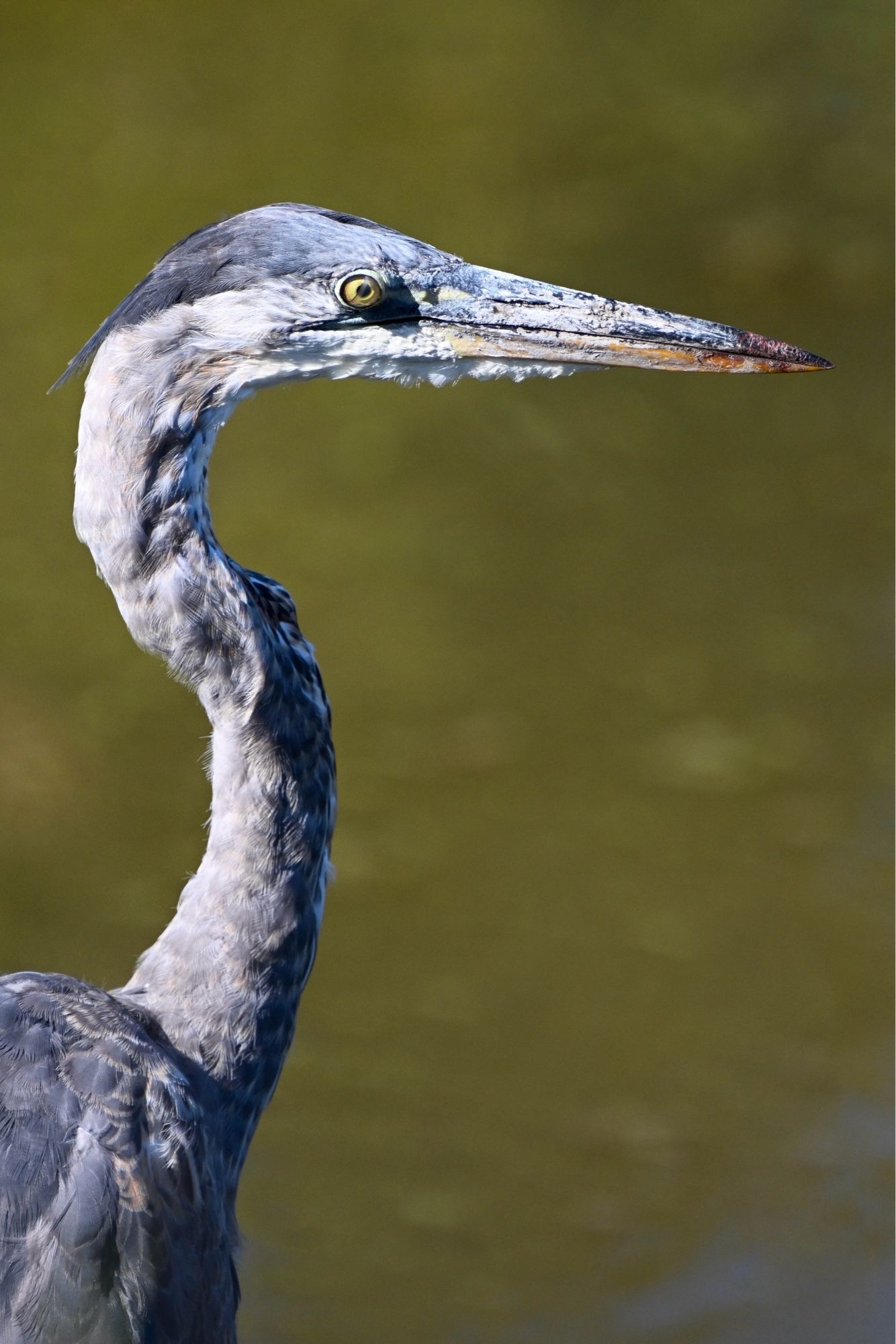 Close-up portrait of a great blue heron's head and neck against a blurred green background. The bird's long, pointed beak is prominently displayed, showing intricate details of its texture. The heron's piercing yellow eye is clearly visible, surrounded by gray and white feathers. The S-curved neck showcases the bird's elegant profile and the texture of its feathers, transitioning from white at the throat to bluish-gray on the back.