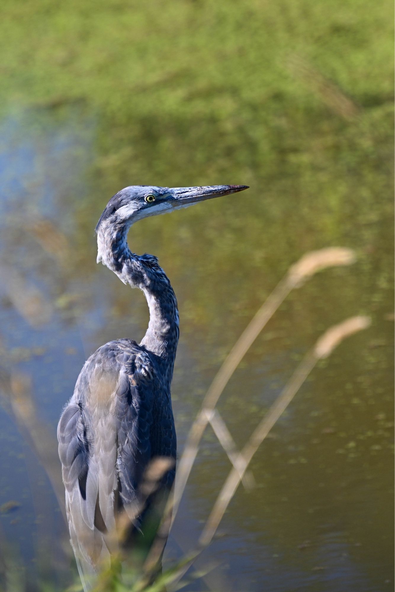 A great blue heron stands in shallow water, its long neck curved in an S-shape. The bird’s bluish-gray plumage is visible against a blurred background of green foliage and water. Its sharp, pointed beak and keen eye are in focus, giving a side profile view of the heron’s distinctive features. Tall grass stems are visible in the foreground, partially obscuring the lower part of the bird’s body.