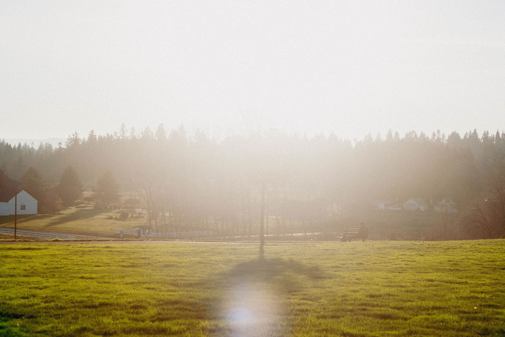 A color photo of a park scene looking towards the sun with diffused sunlight obscuring the top of a small tree. The treetop’s shadow is visible on the ground. A person sits on a park bench in the distance to the right. A lens flare partially obscures the shadow of the tree towards the bottom of the photo.