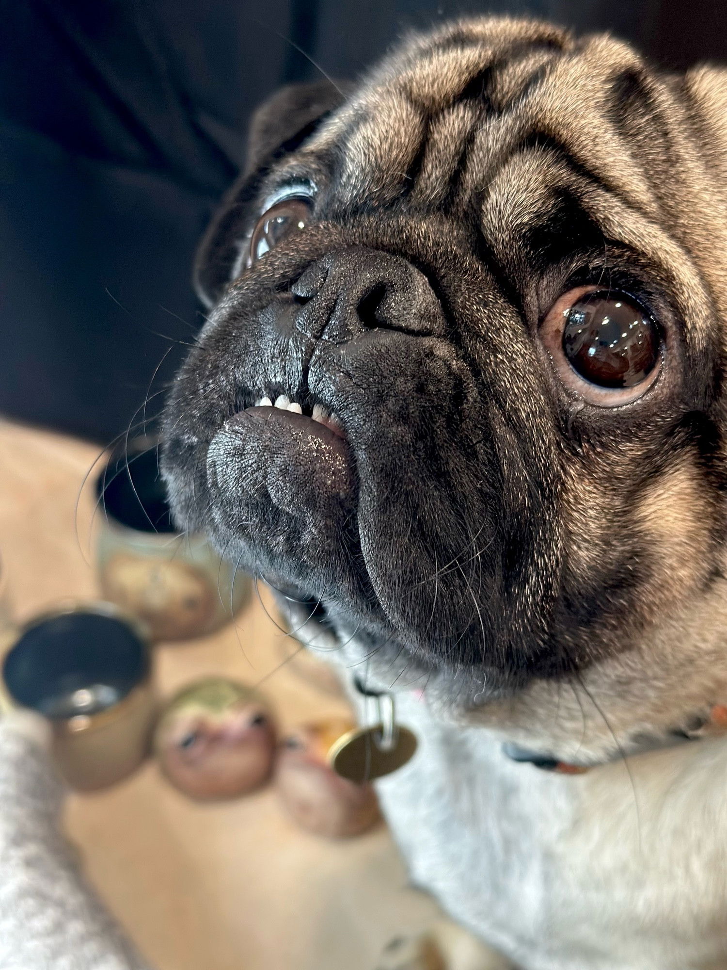 A close-up portrait of a pug dog's face, showing characteristic wrinkled features, large brown eyes, and slightly protruding bottom teeth. The photo captures fine details of the dog's fur and facial features, with the dog wearing a collar with tags visible. The image has a shallow depth of field with the background slightly blurred.​​​​​​​​​​​​​​​​