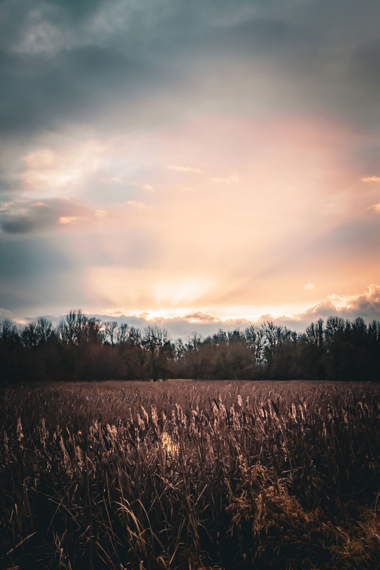 A dramatic sunset sky with soft pink and blue clouds hovering over a field of tall, golden cattails and marsh grasses. Dark silhouettes of bare winter trees line the horizon, while rays of evening sunlight break through the clouds, creating a warm glow across the landscape.