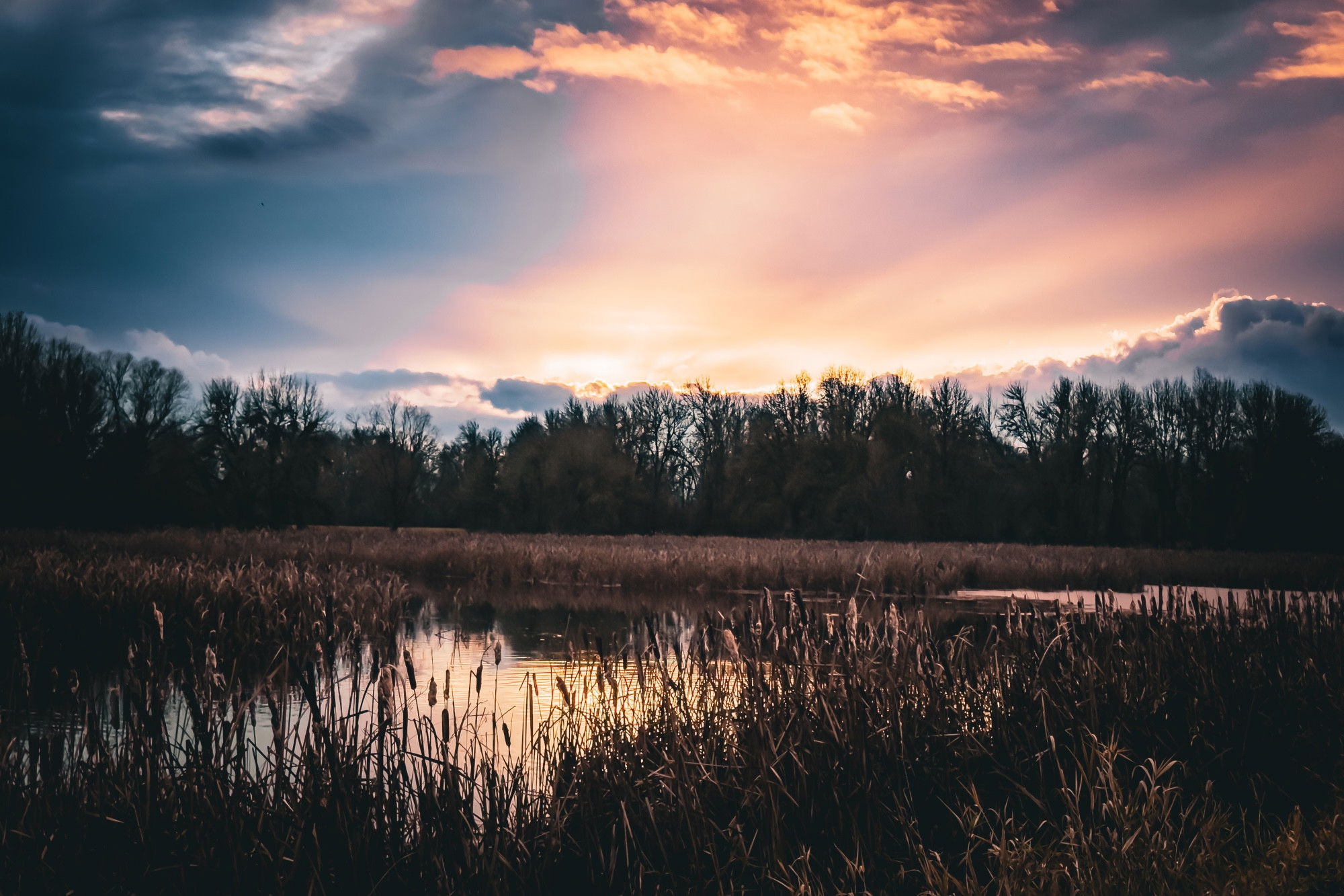 A sunset over a wetland marsh with tall cattails and reeds in the foreground silhouetted against the water's reflective surface. The sky features dramatic pink and orange clouds with rays of sunlight breaking through, while a dark treeline forms the horizon against the colorful evening sky.