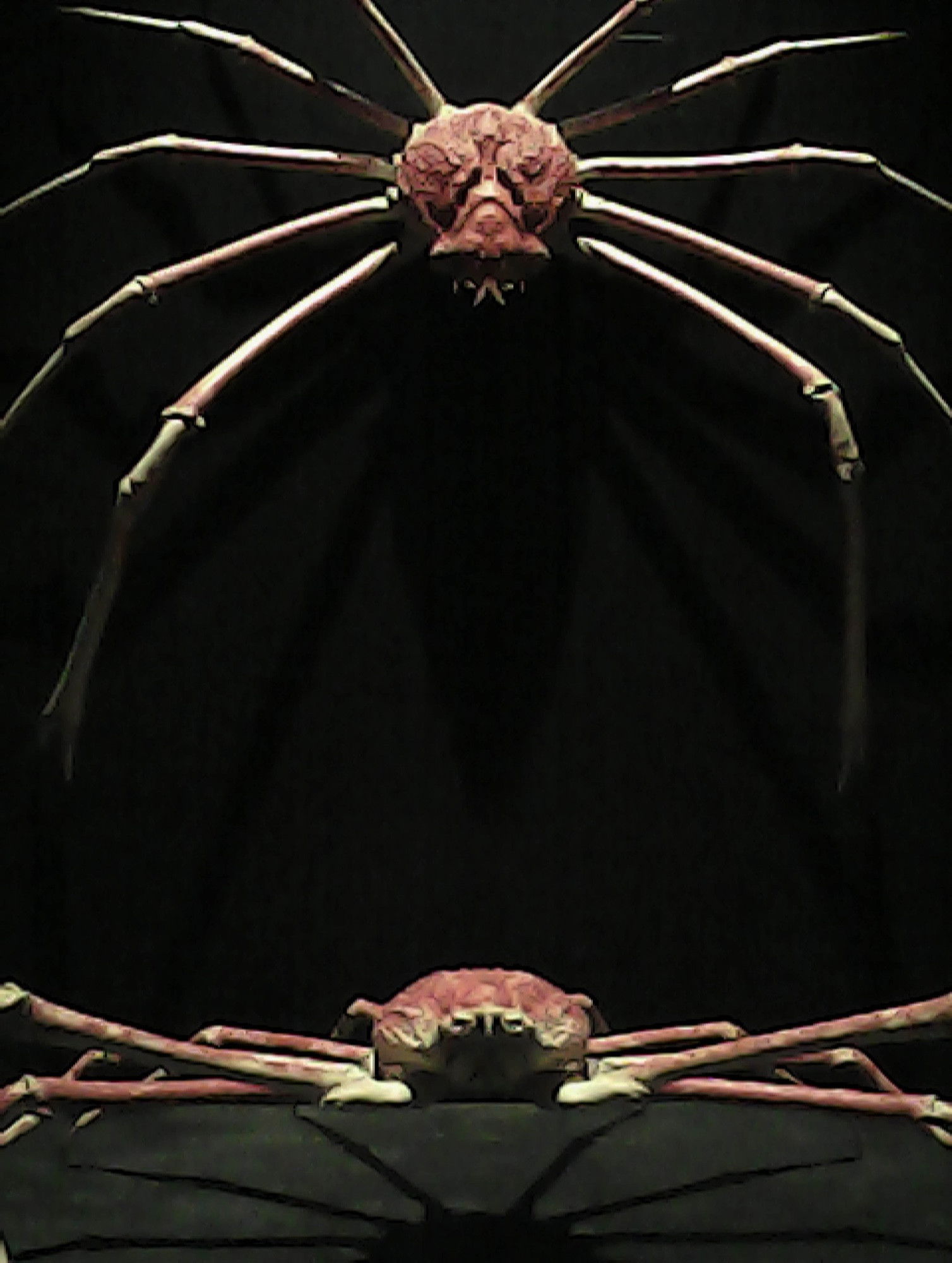 Two preserved Japanese spider crabs displayed against a black background, one positioned above the other, showcasing their distinctive pink-tinged shells and long, jointed legs that span across the frame.