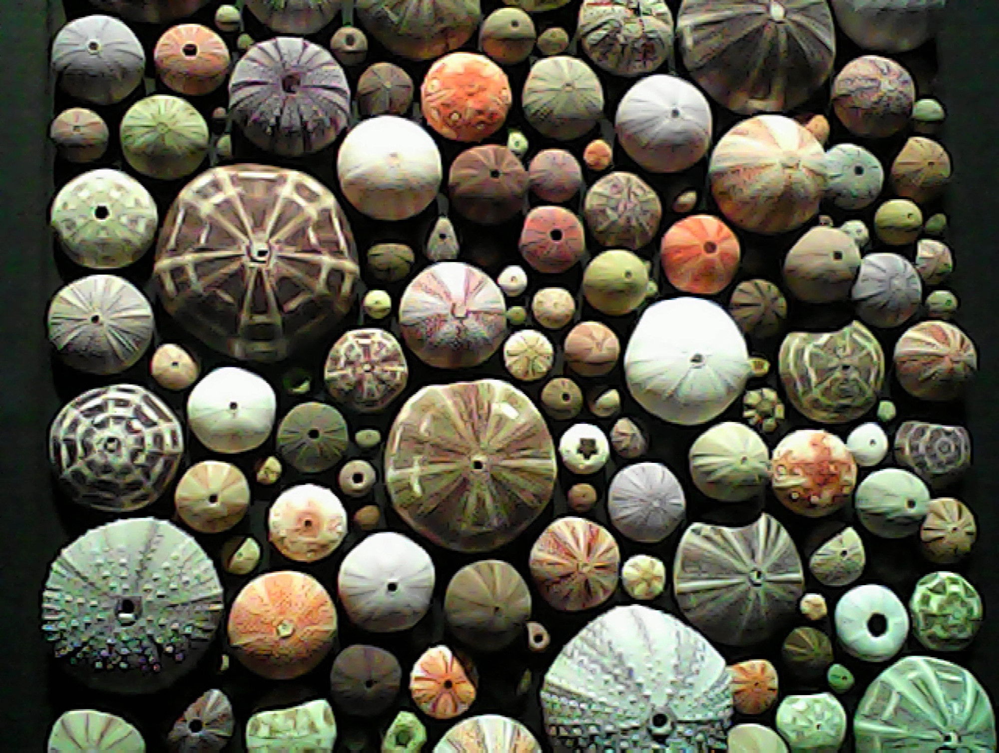 A collection of sea urchin shells arranged against a black background, varying in size and pattern. Each shell features intricate natural geometric designs radiating from a central hole, with colors ranging from pale white to coral pink and sage green.