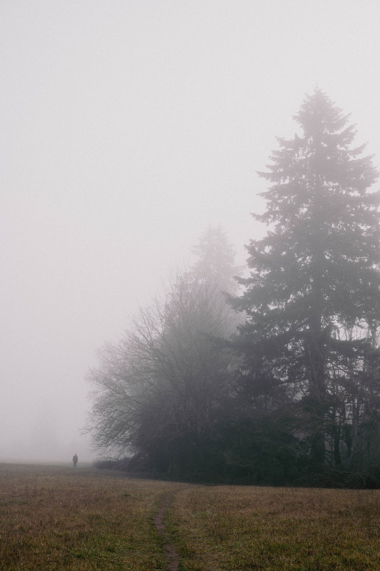 A film-like color photo of a solitary figure walking on a dirt path through a misty field. Tall evergreen trees and bare deciduous trees line the right side of the image, their tops fading into thick fog. The atmosphere is moody and ethereal, with the fog creating a soft, gray filter over the scene. The grass in the field appears brown and winter-like, suggesting this may be captured during a cold season. The small scale of the person against the towering trees and enveloping mist creates a sense of solitude and contemplation.