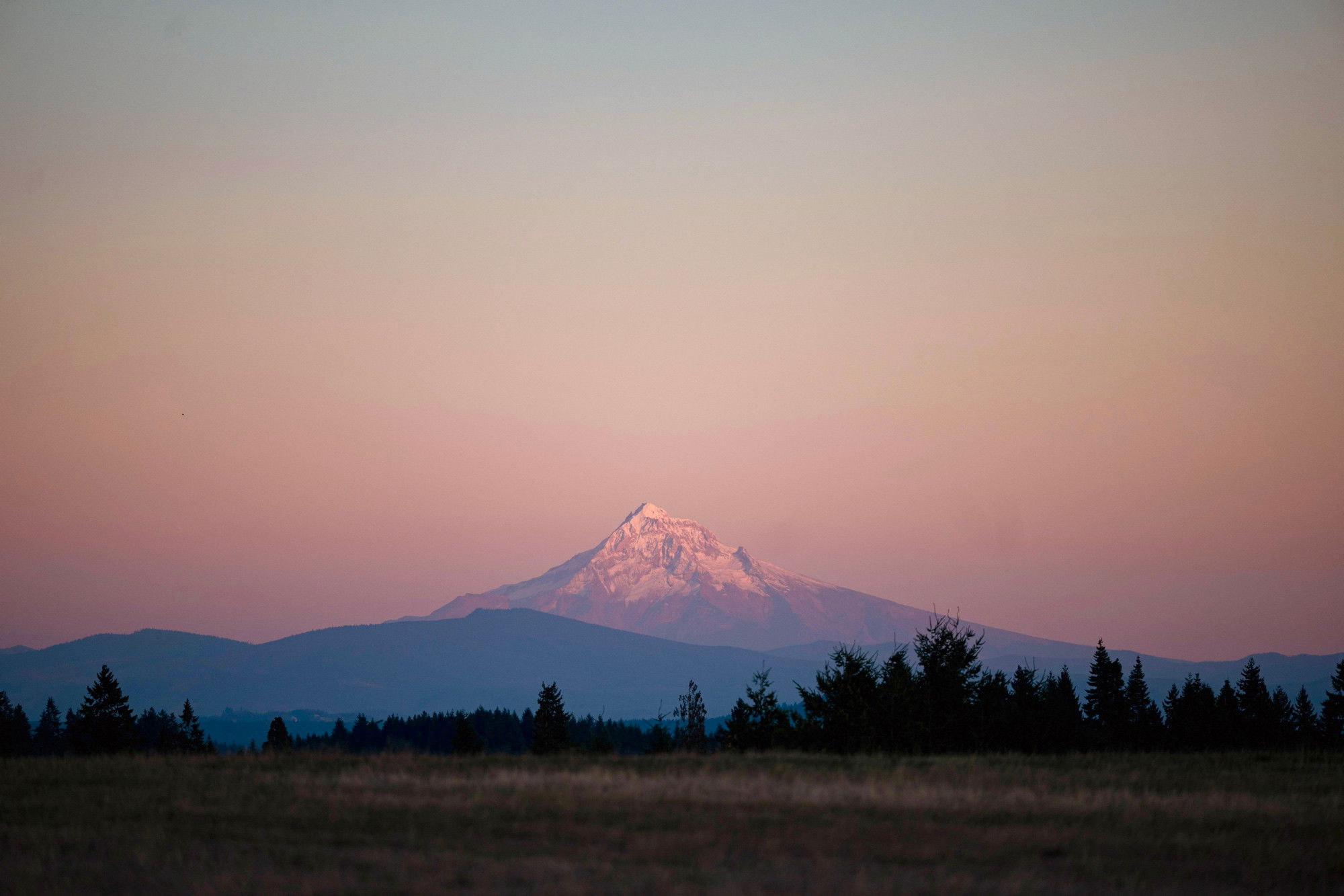 A snow-capped mountain peak illuminated by soft pink alpenglow stands centered against a pastel twilight sky. The sky transitions from cool gray-blue at the top to delicate rose and pink tones at the horizon. Multiple layers of dark blue mountain ridges recede into the distance, with a silhouetted treeline of evergreen conifers spanning the lower third of the frame. An open meadow stretches across the foreground in shadow, completing this serene blue hour landscape.<200b><200b><200b><200b><200b><200b><200b><200b><200b><200b><200b><200b><200b><200b><200b><200b>