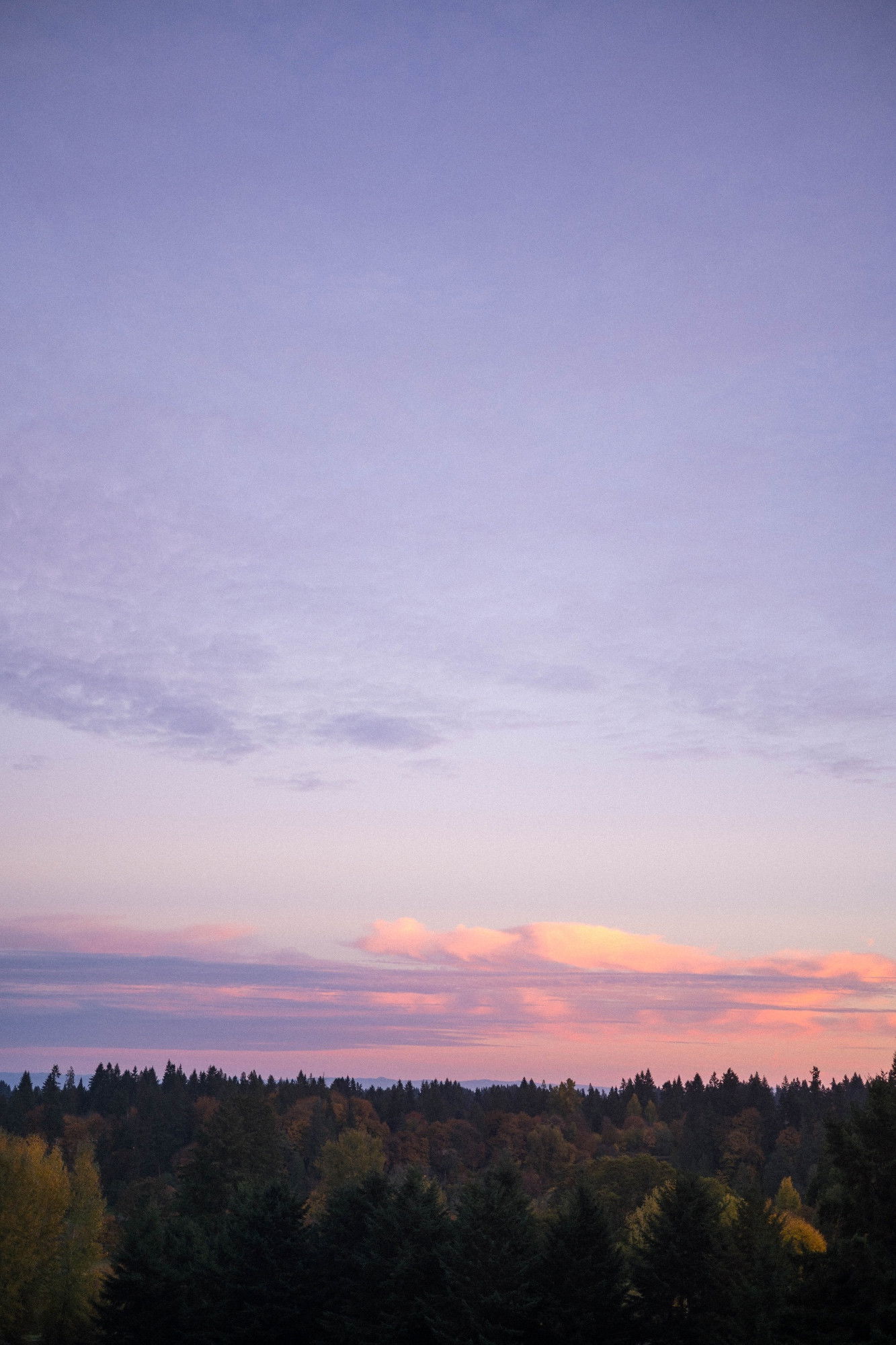 Forest tree line at twilight beneath a purple sky with pink and orange clouds near horizon.