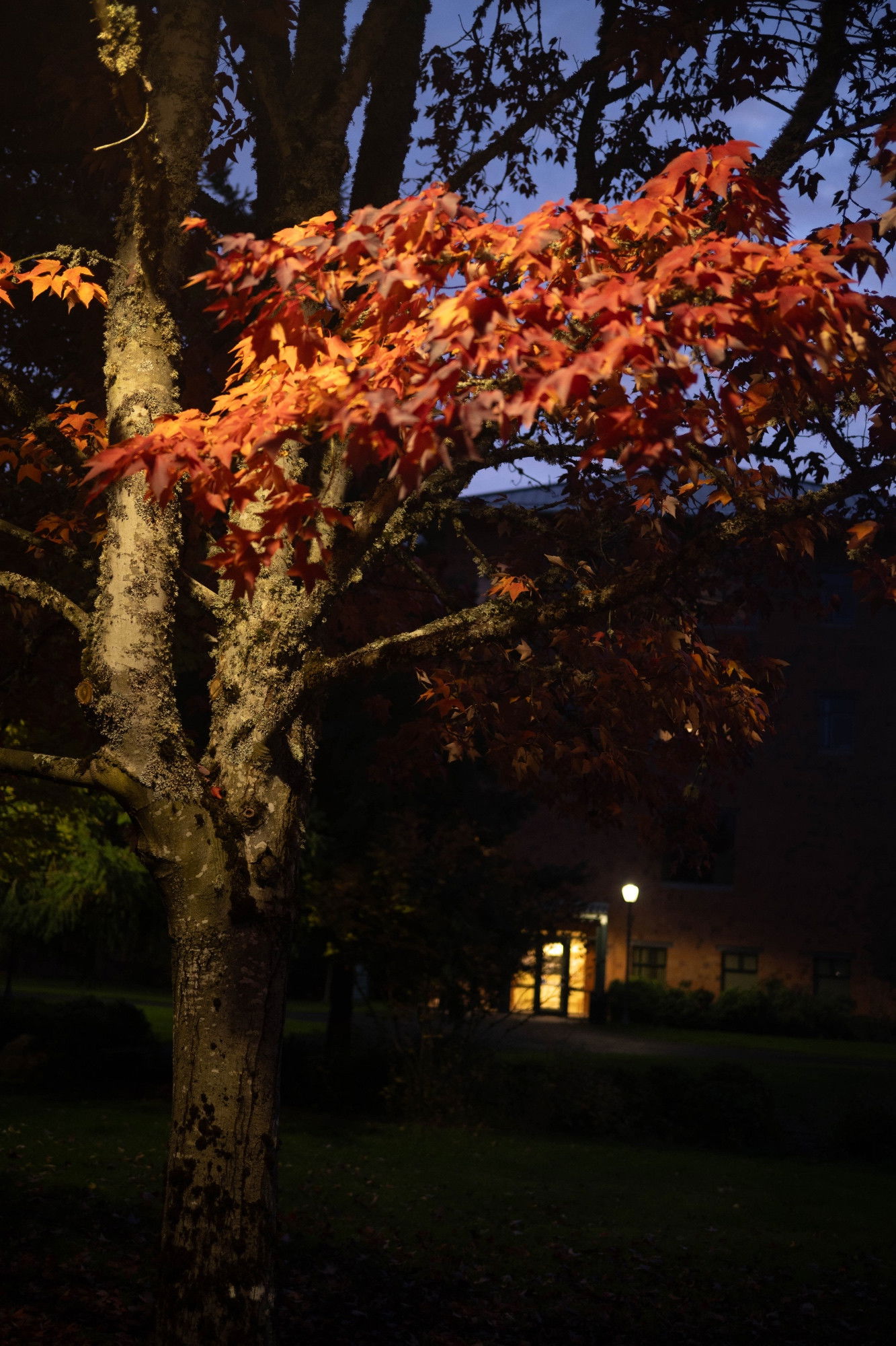 Tree with vibrant orange autumn leaves illuminated at dusk, lichen-covered trunk, lit building windows visible in background.