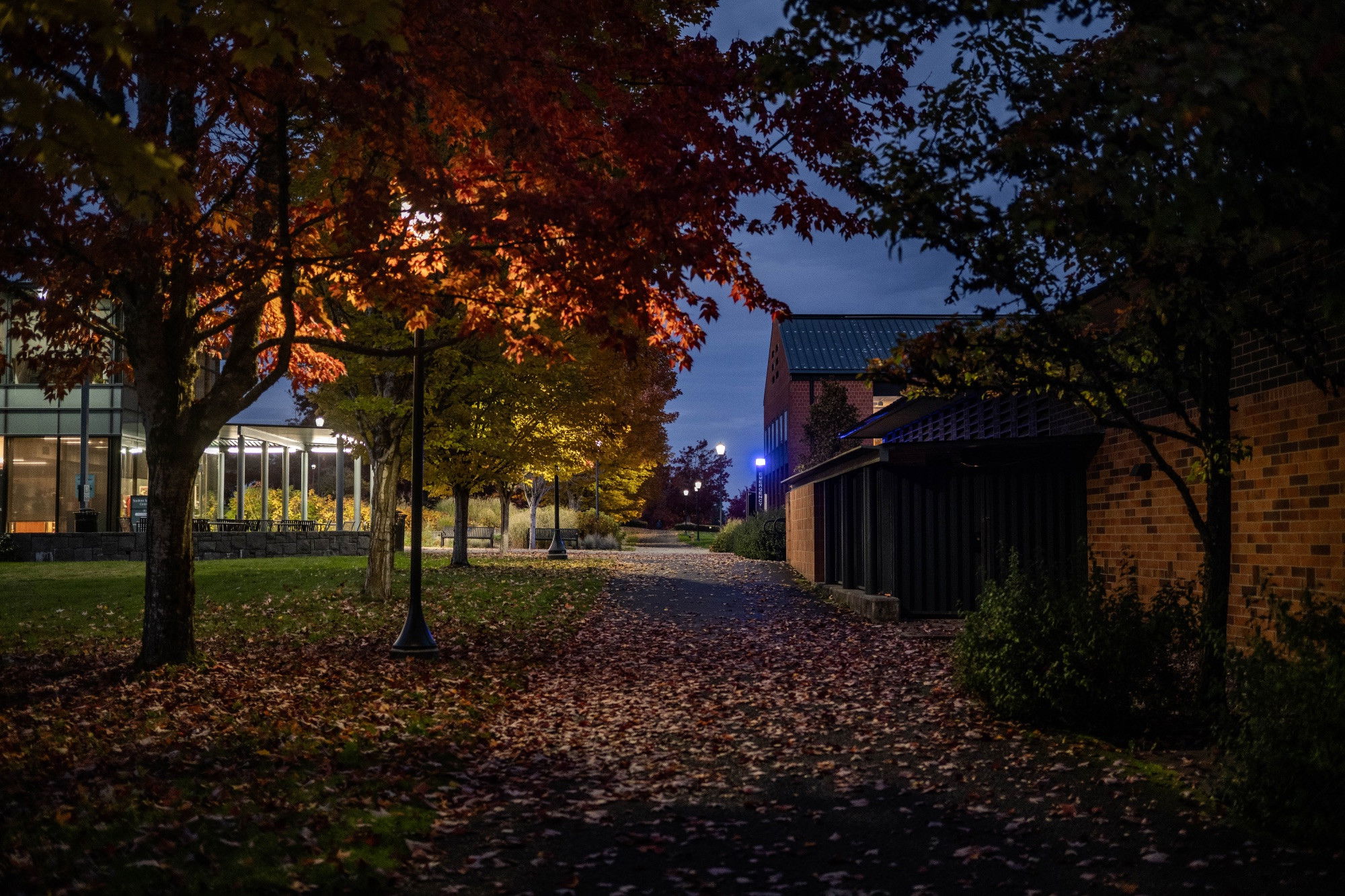 Dusk campus pathway covered in autumn leaves between brick and glass buildings, with colorful fall trees illuminated by street lamps.