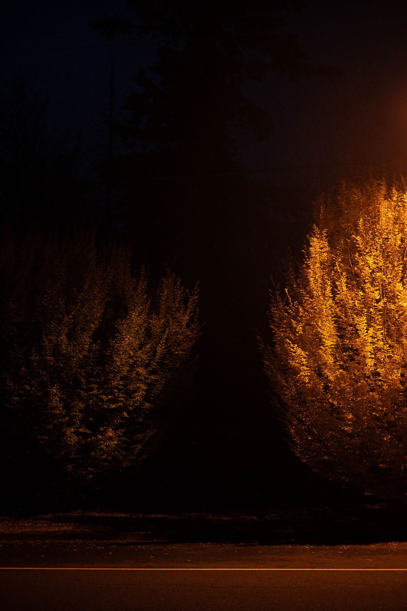 Autumn trees illuminated by glowing golden orange street light in the dusky twilight