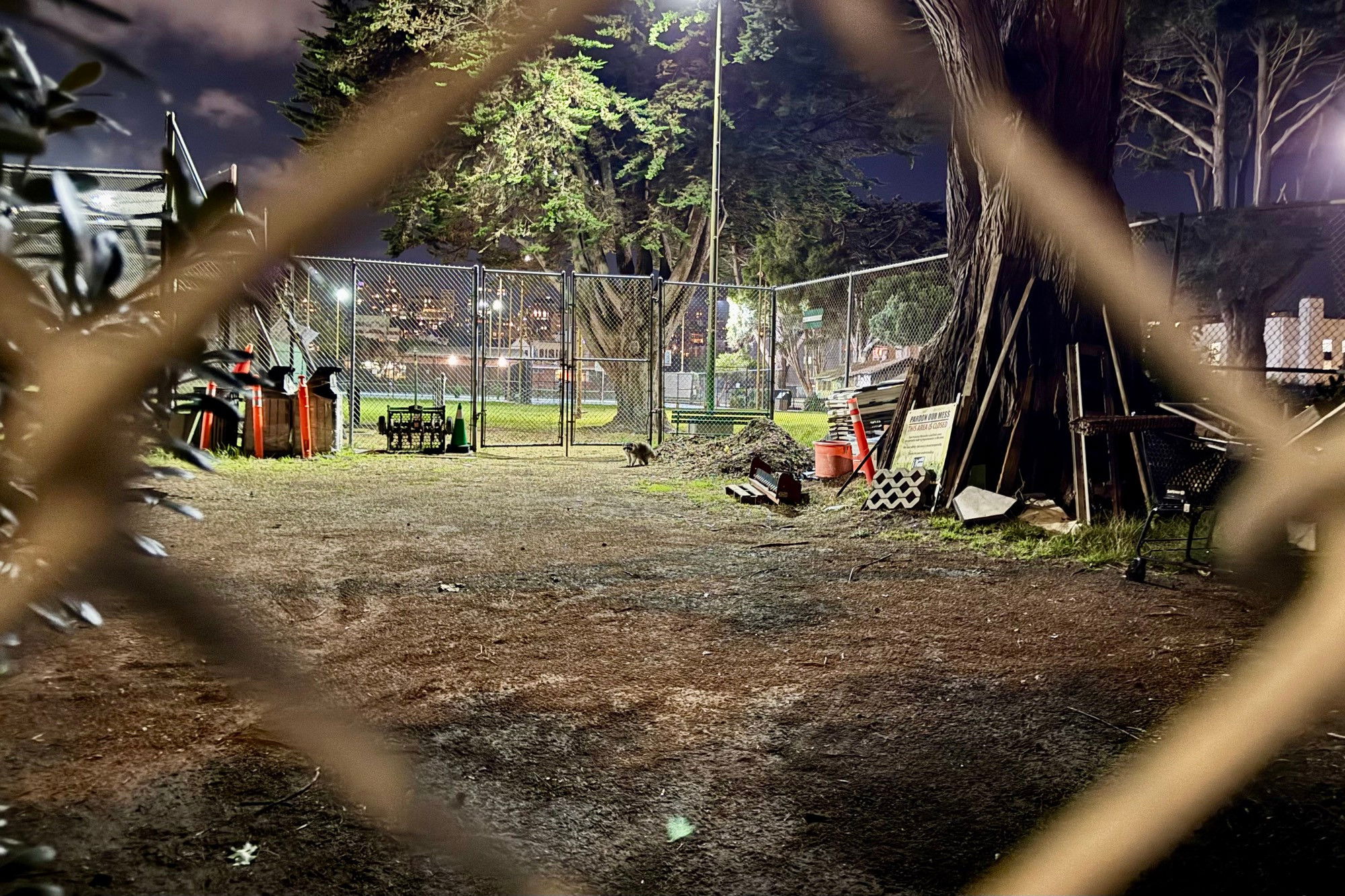 A picture of a raccoon in a yard through a chain link fence