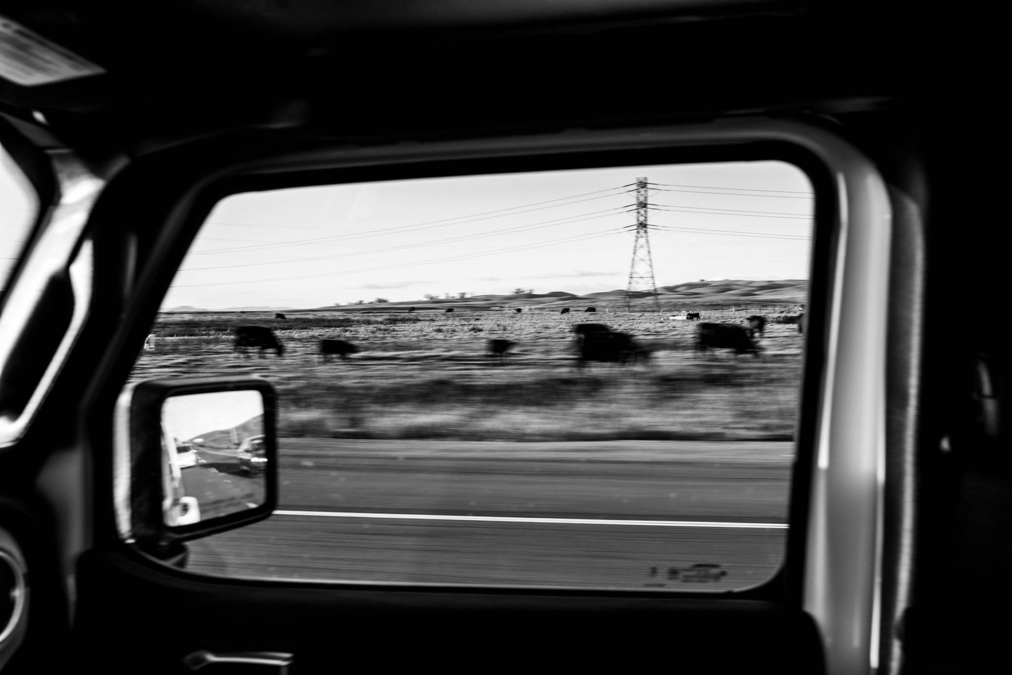 A black and white photo of grazing cows framed through a vehicle’s passenger-side window. 
