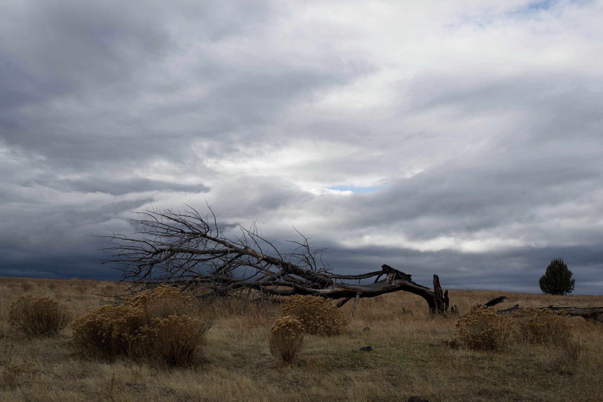 Fallen dead tree with bare branches in dry grassland with sagebrush under dark stormy clouds, lone evergreen tree in distance.