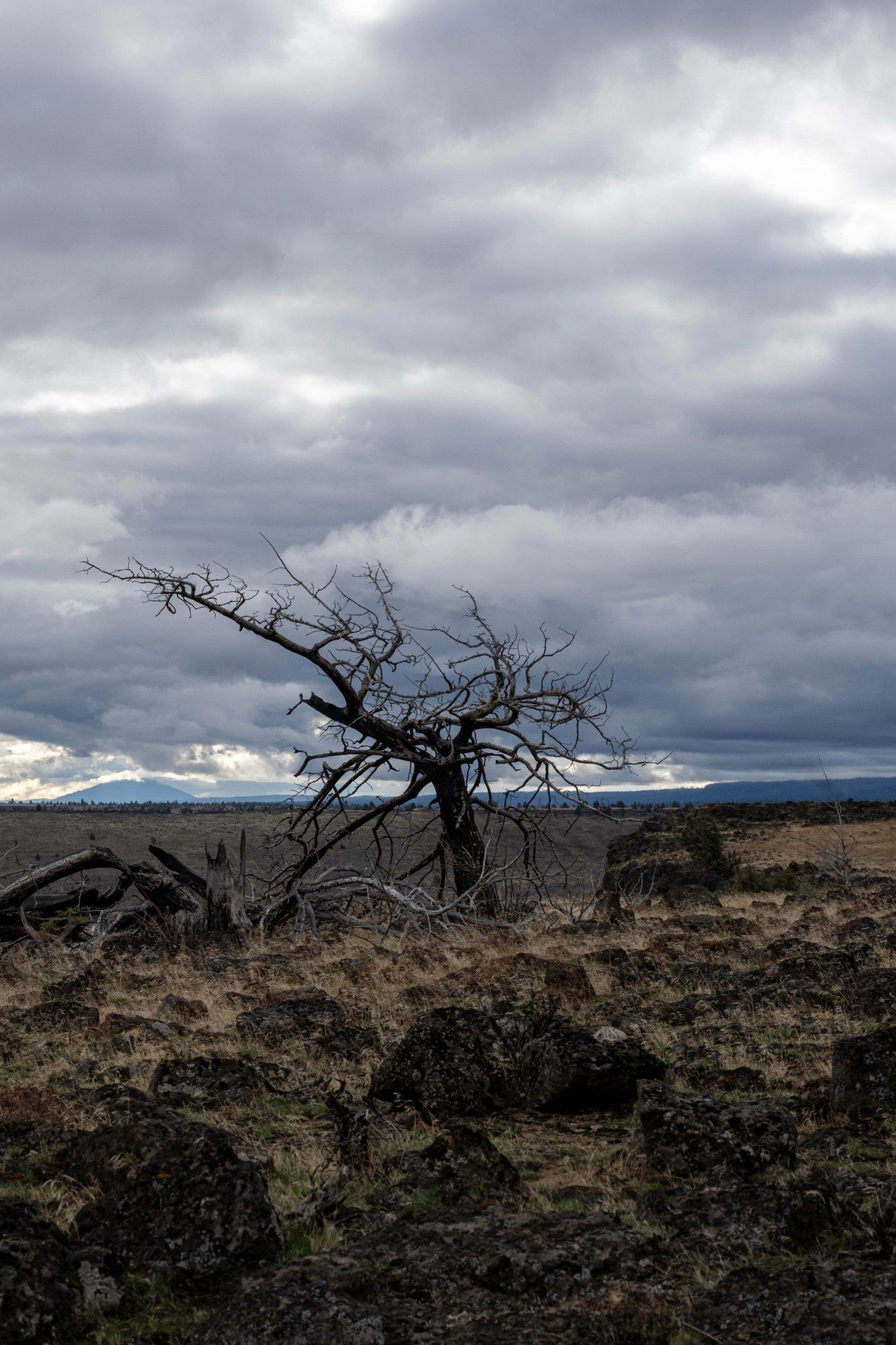 Solitary dead tree with twisted bare branches standing in rocky terrain with dry grass, dramatic gray overcast sky.​​​​​​​​​​​​​​​​