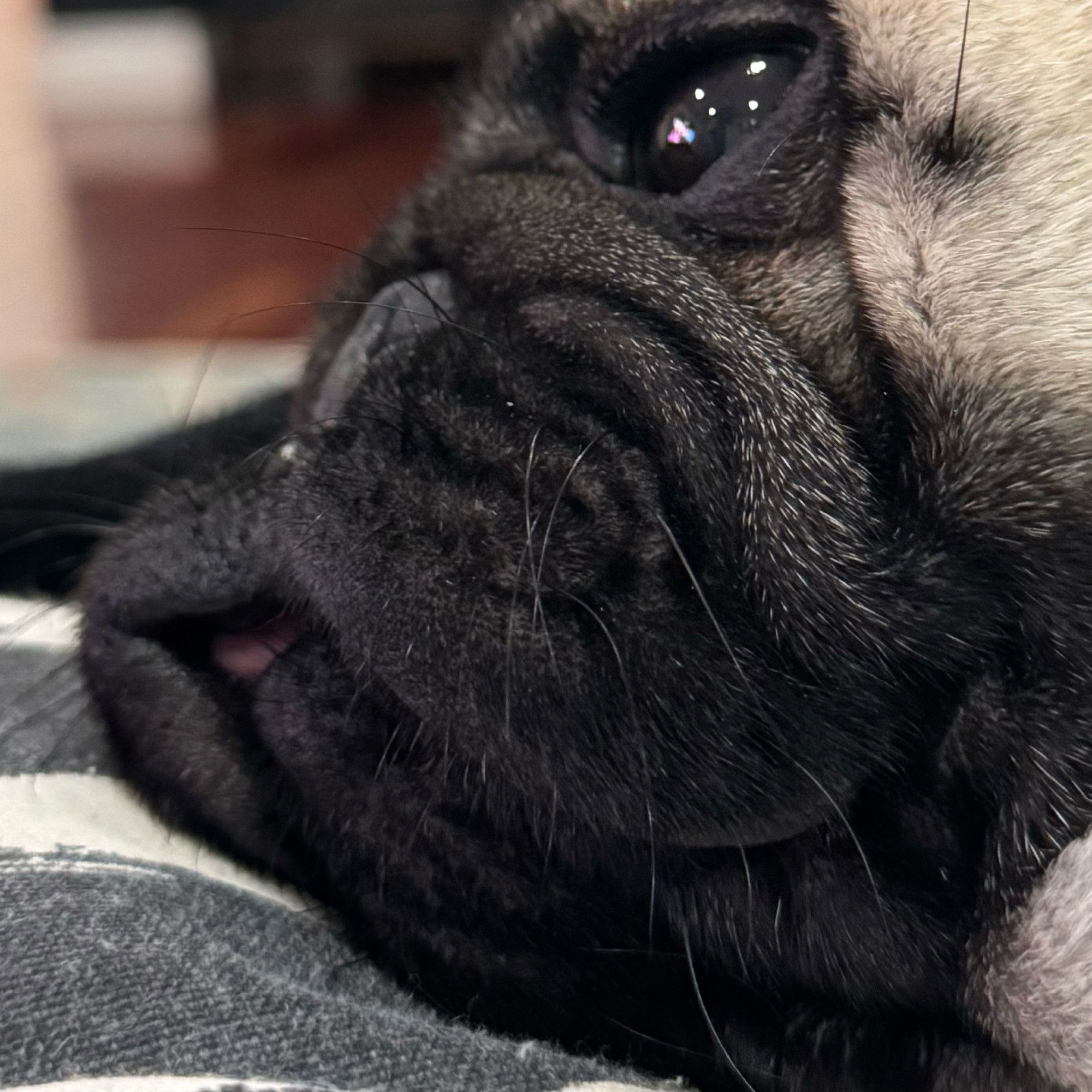 A close up of a floppy pug muzzle