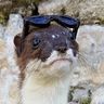 Pombal Stoat